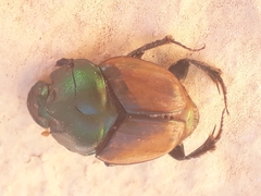 Proagoderus lanista