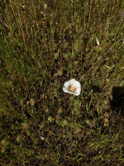 Calochortus venustus