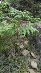 Pteridium revolutum