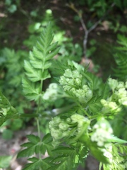 Anthriscus sylvestris