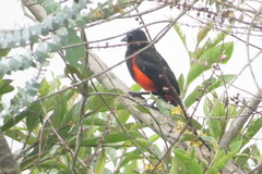 Hypopyrrhus pyrohypogaster