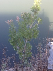 Melaleuca viminalis viminalis