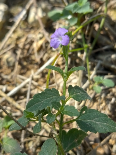 Hispaniolan velvetbur (Priva domingensis)
