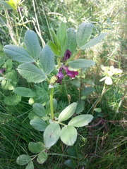 Vicia serratifolia