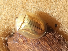 Aspidimorpha palleago