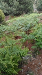 Pteridium revolutum