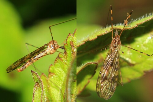 Sixspot Cranefly