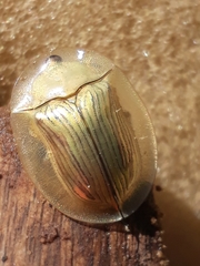 Aspidimorpha palleago