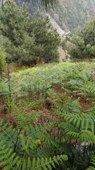 Pteridium revolutum