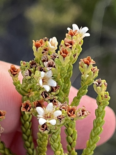 Fiverank Bitterbuchu (Diosma demissa)