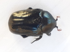 Oplostomus fuligineus