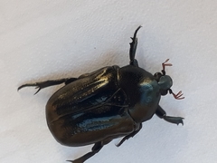 Oplostomus fuligineus