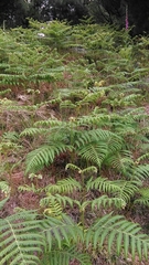 Pteridium revolutum