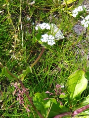 Valerianella locusta