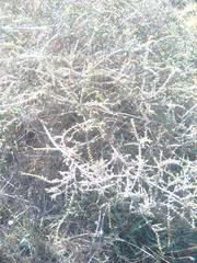 Aspalathus acanthophylla