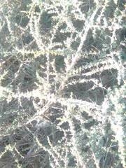 Aspalathus acanthophylla