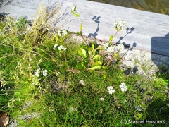 Valerianella locusta