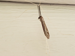 Brachypremna dispellens