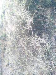 Aspalathus acanthophylla