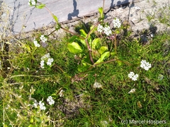 Valerianella locusta