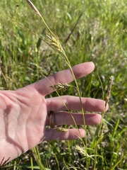 Carex cherokeensis image