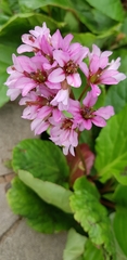 Bergenia crassifolia