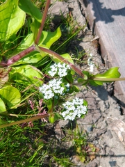 Valerianella locusta