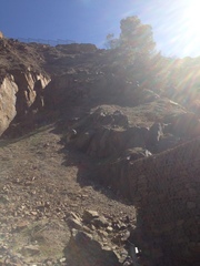 Procavia capensis capensis