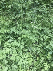 Anthriscus sylvestris