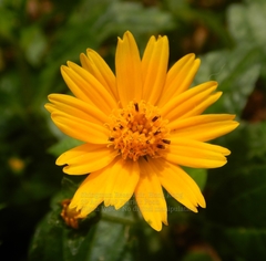 Sphagneticola calendulacea