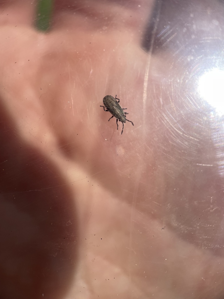 Texas Seed Insect Seed Bugs and Allies from Trinity River Audubon Center, Dallas, TX, US ...