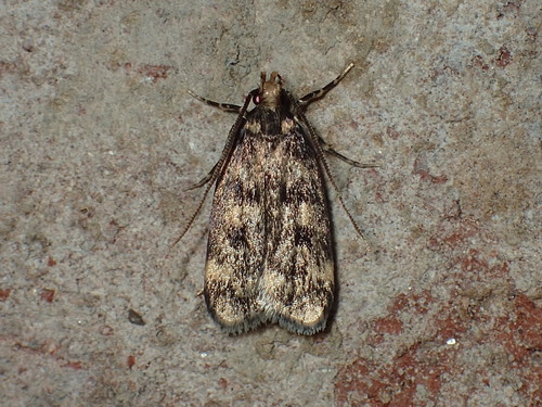 Square-spotted Martyringa Moth photo 4
