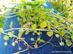 Veronica hederifolia