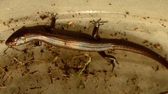Oligosoma aeneum