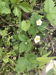 Fragaria vesca