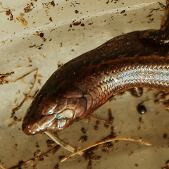 Oligosoma aeneum