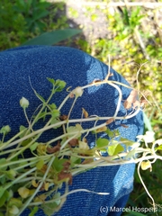 Veronica hederifolia