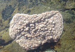 Spongites yendoi