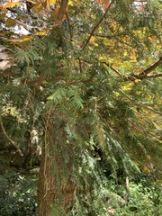 Taxus baccata