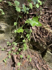 Hedera helix