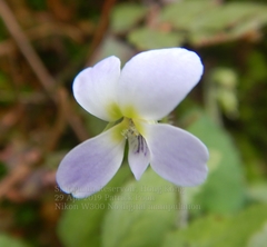Viola diffusa