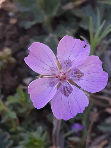 Erodium asplenioides (Erodium asplenioides)