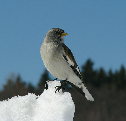 Niverolle alpine
