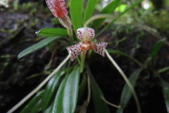 Masdevallia picturata