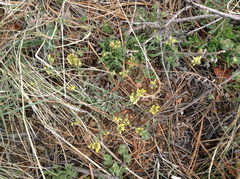 Physaria rectipes