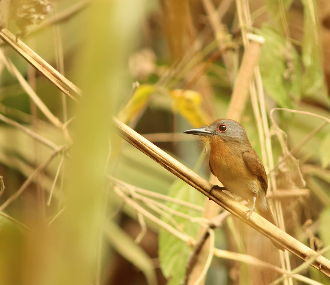 Grey-cheeked Nunlet illustration