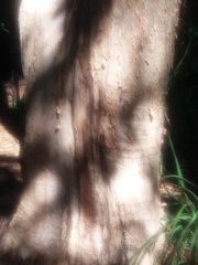 Melaleuca styphelioides