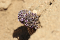 Pholisma arenarium