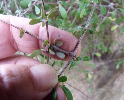 Image of Olearia fimbriata by (c) Colin Meurk, some rights reserved (CC BY-SA)