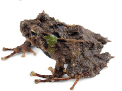 Bell's Rainfrog photo 1